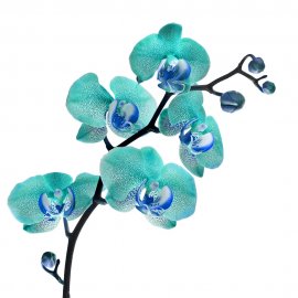 ЦВЕТЫ 38 (орхидеи)